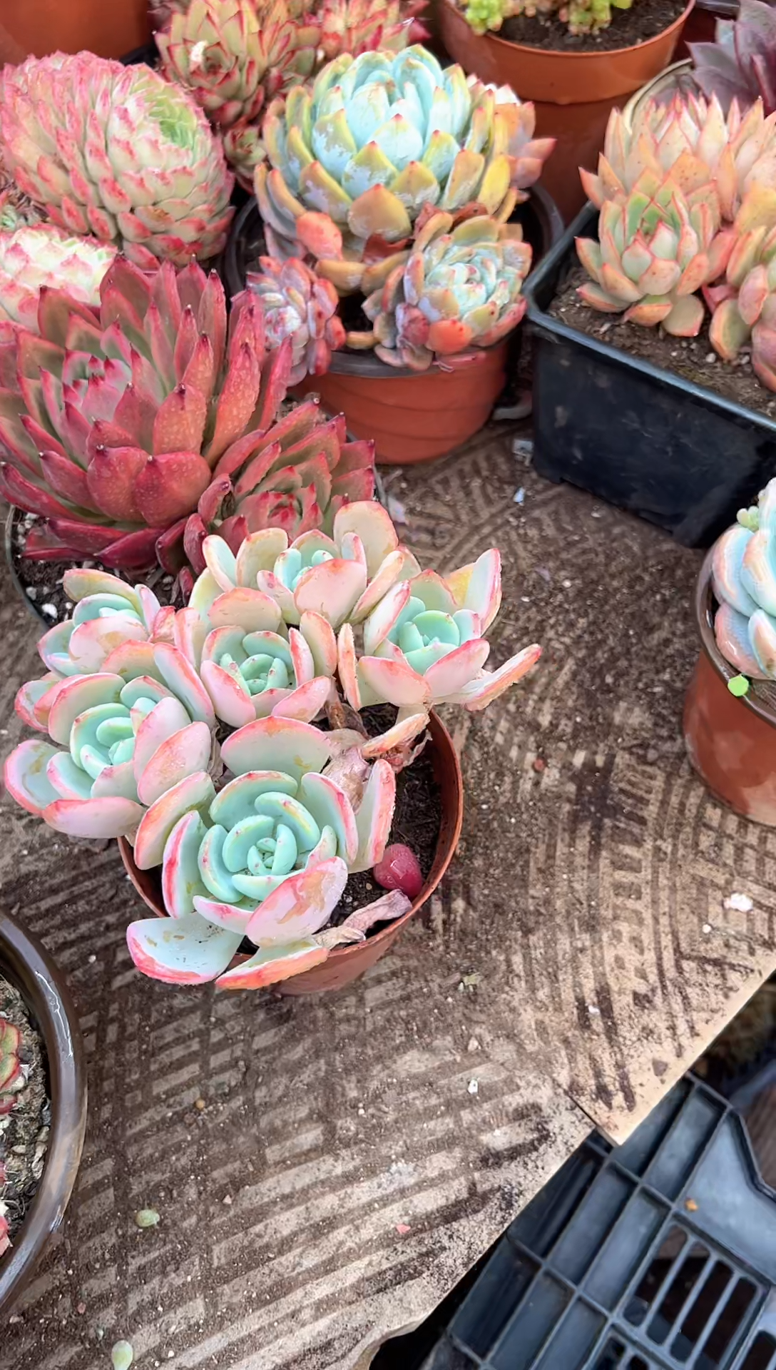 小*多肉植物一物一拍24441