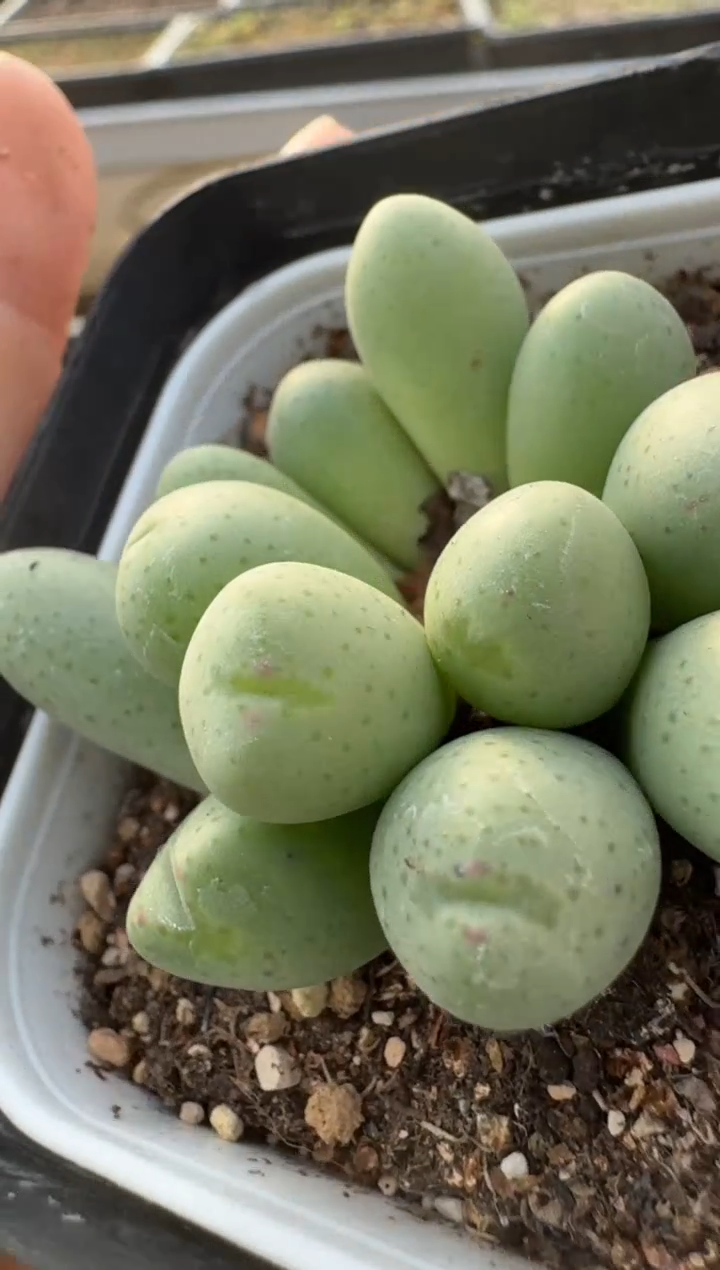 【闪购商品】7-491