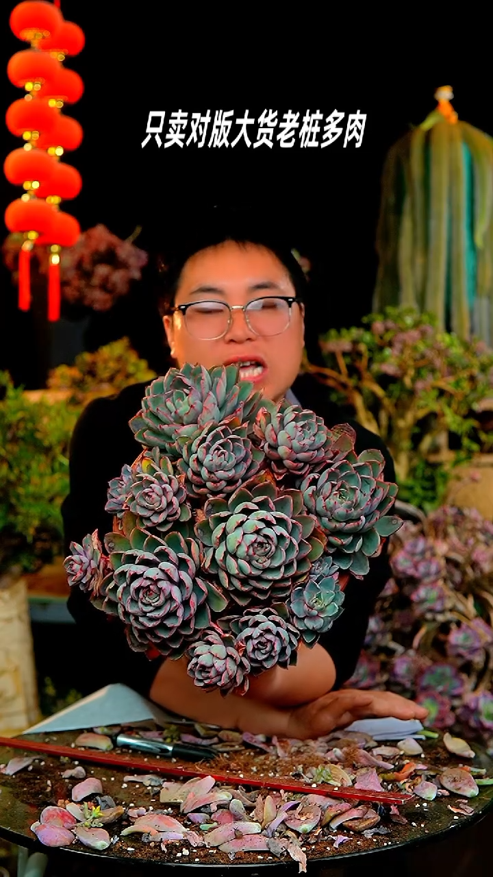 【闪购商品】124号大赫拉
