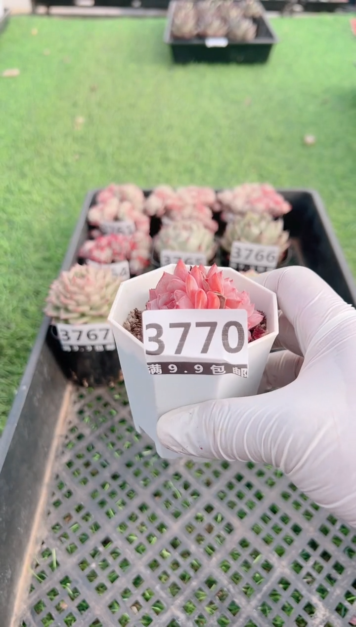 【闪购商品】信福多肉一物一拍1