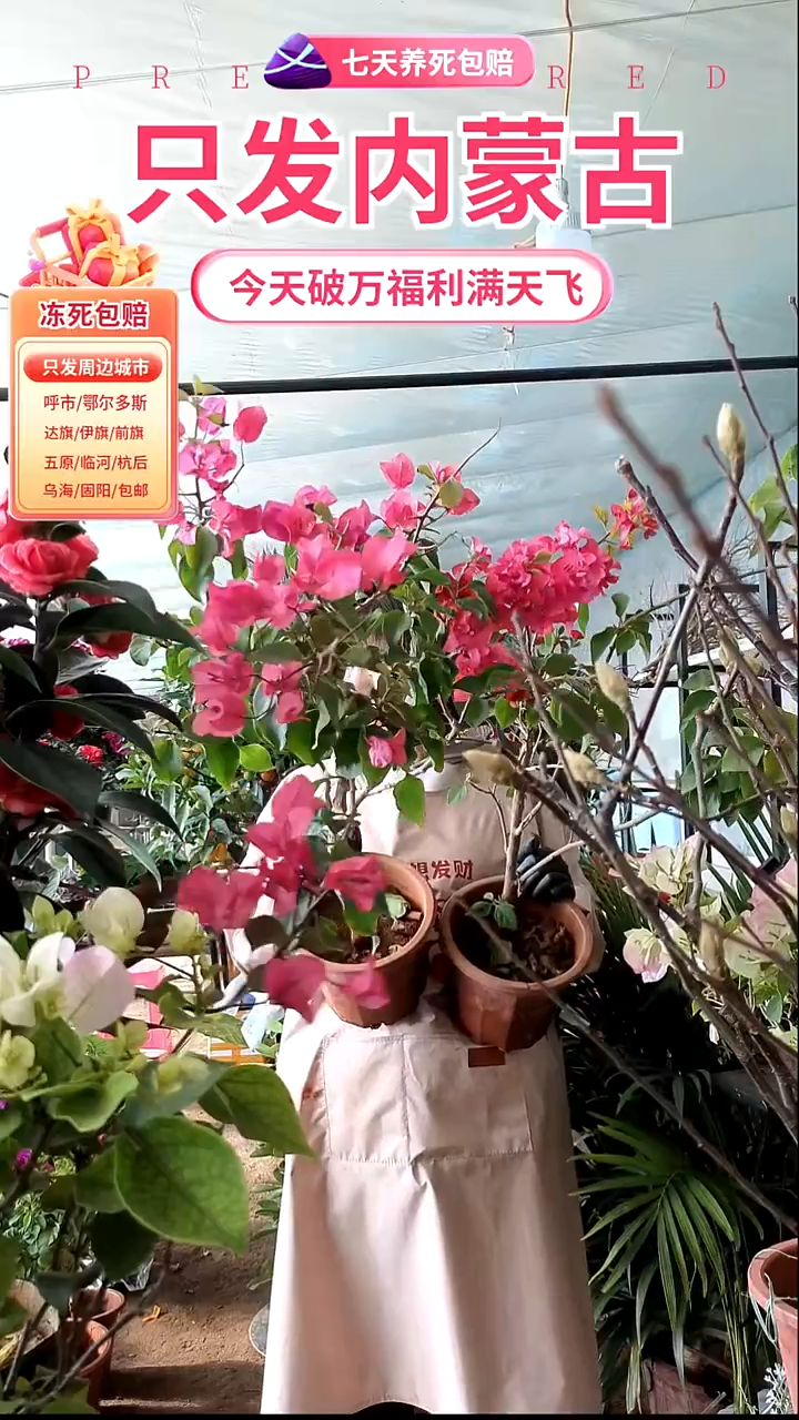 完全开放同安红大盆