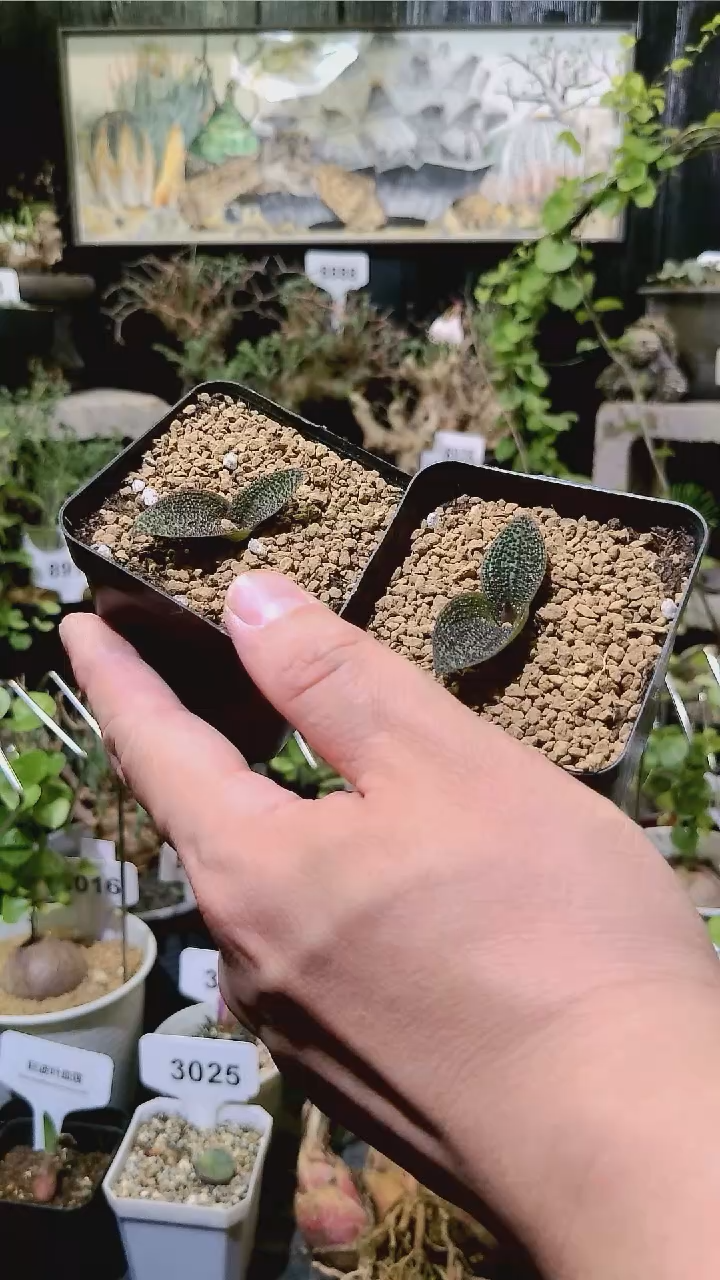 64号1122福利植物紫荆一组