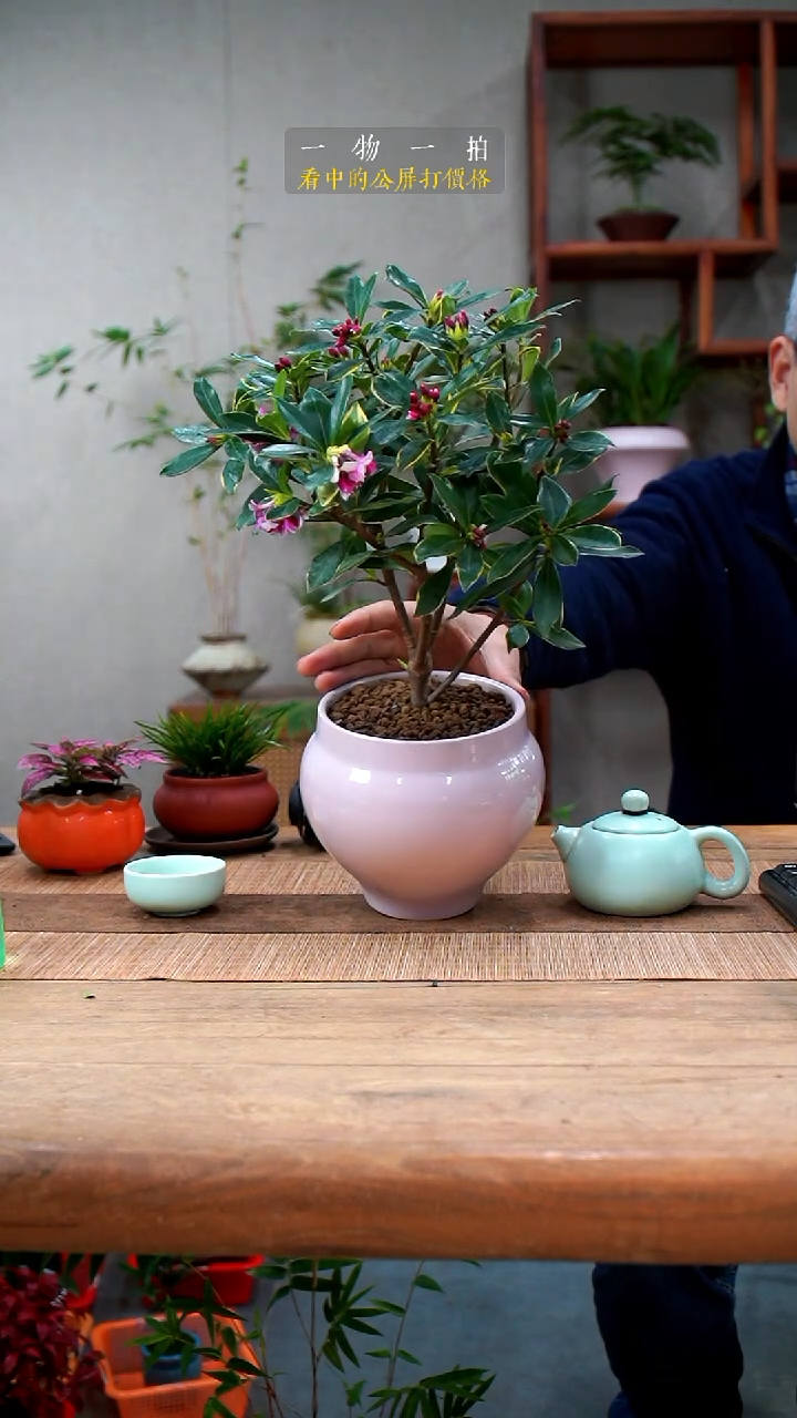 完全开放灵*043瑞香