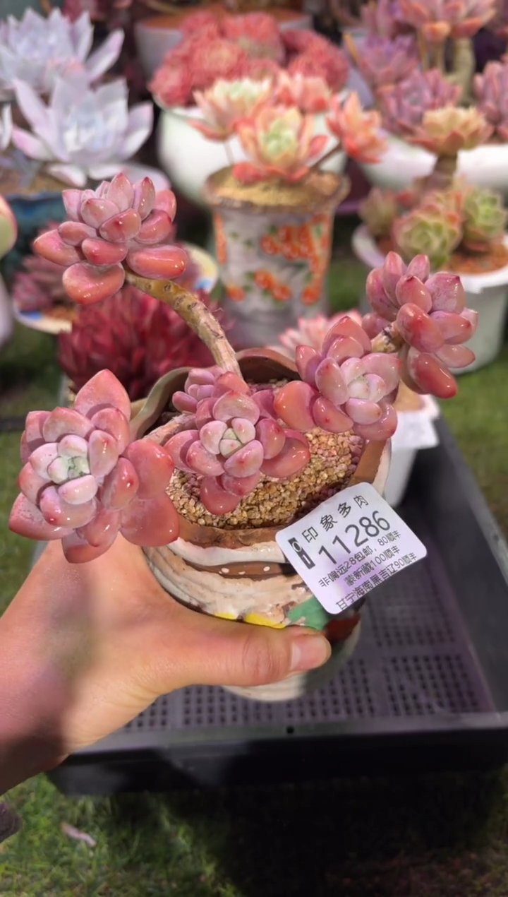 【闪购商品】11286