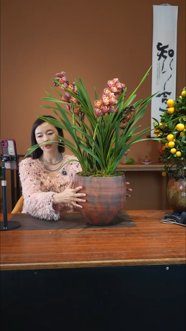 全部花朵梦寐以求盆景盆景