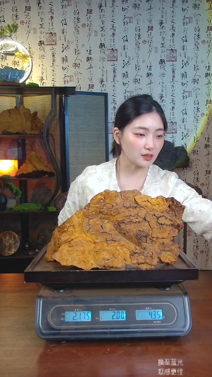松针层孔菌中国大陆【藏区 野生】松树桑黄（4.35斤）50-60年份