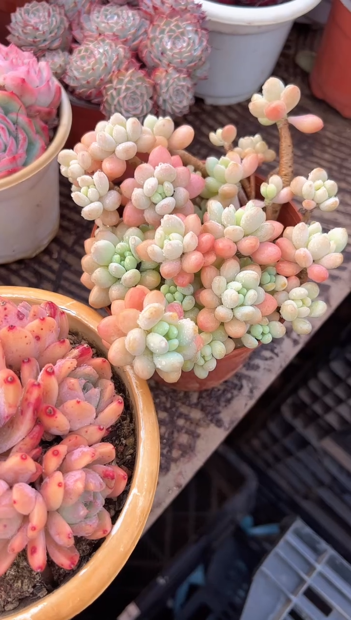 民****华多肉植物一物一拍13296