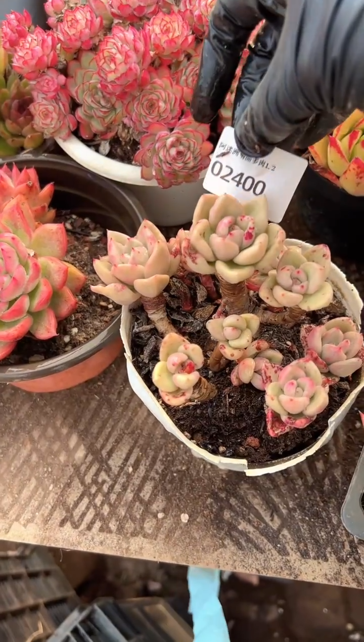 燕*多肉植物一物一拍02400