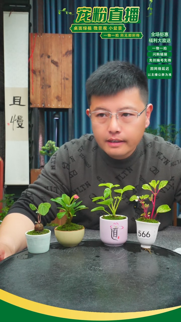 无花朵A*苔藓微景观566号