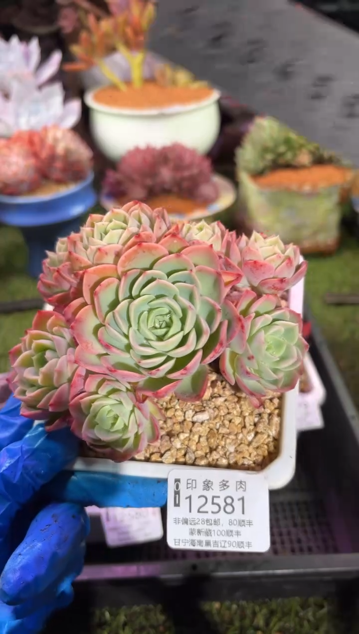 【闪购商品】12581