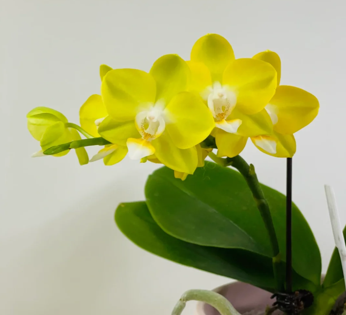 森焱【台北黄金】3.0寸杯蝴蝶兰带花带花苞黄色系小花型 基地直发