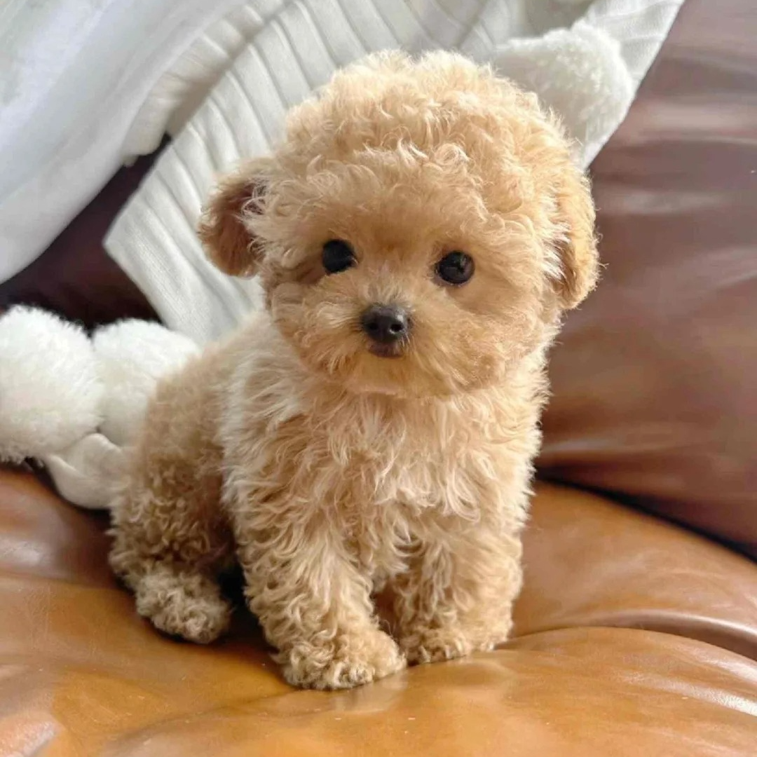 【小满生活馆】泰迪熊比熊小体马尔泰西施可爱小狗萌宠伴侣犬