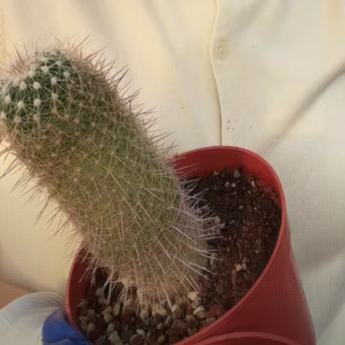 二妹园艺【 1棵  不知名刺球  】脱土随机发货