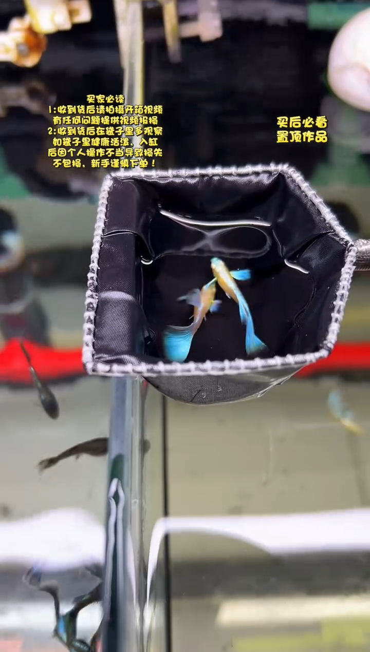 孔雀鱼无怨孔雀鱼