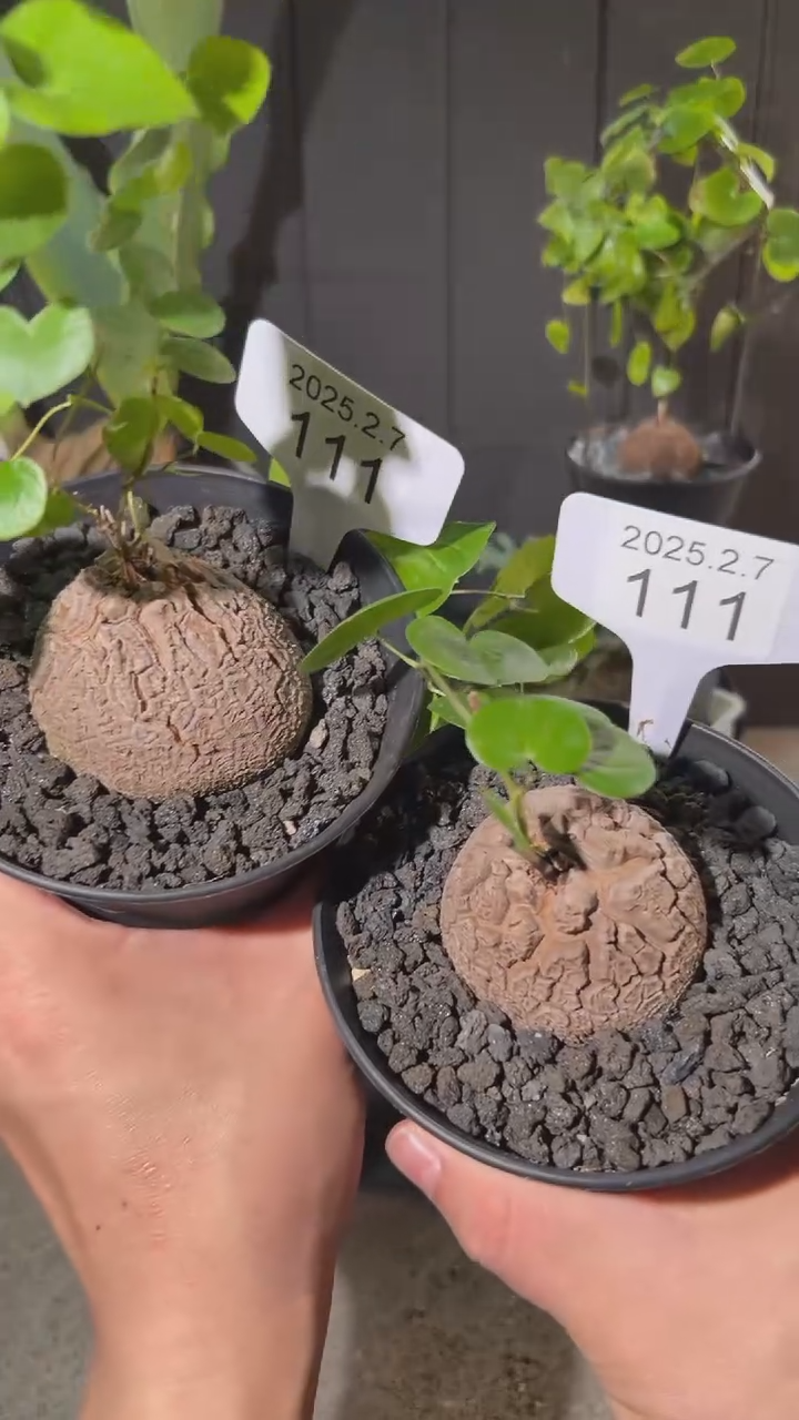 【闪购商品】南非龟甲龙2.7.111