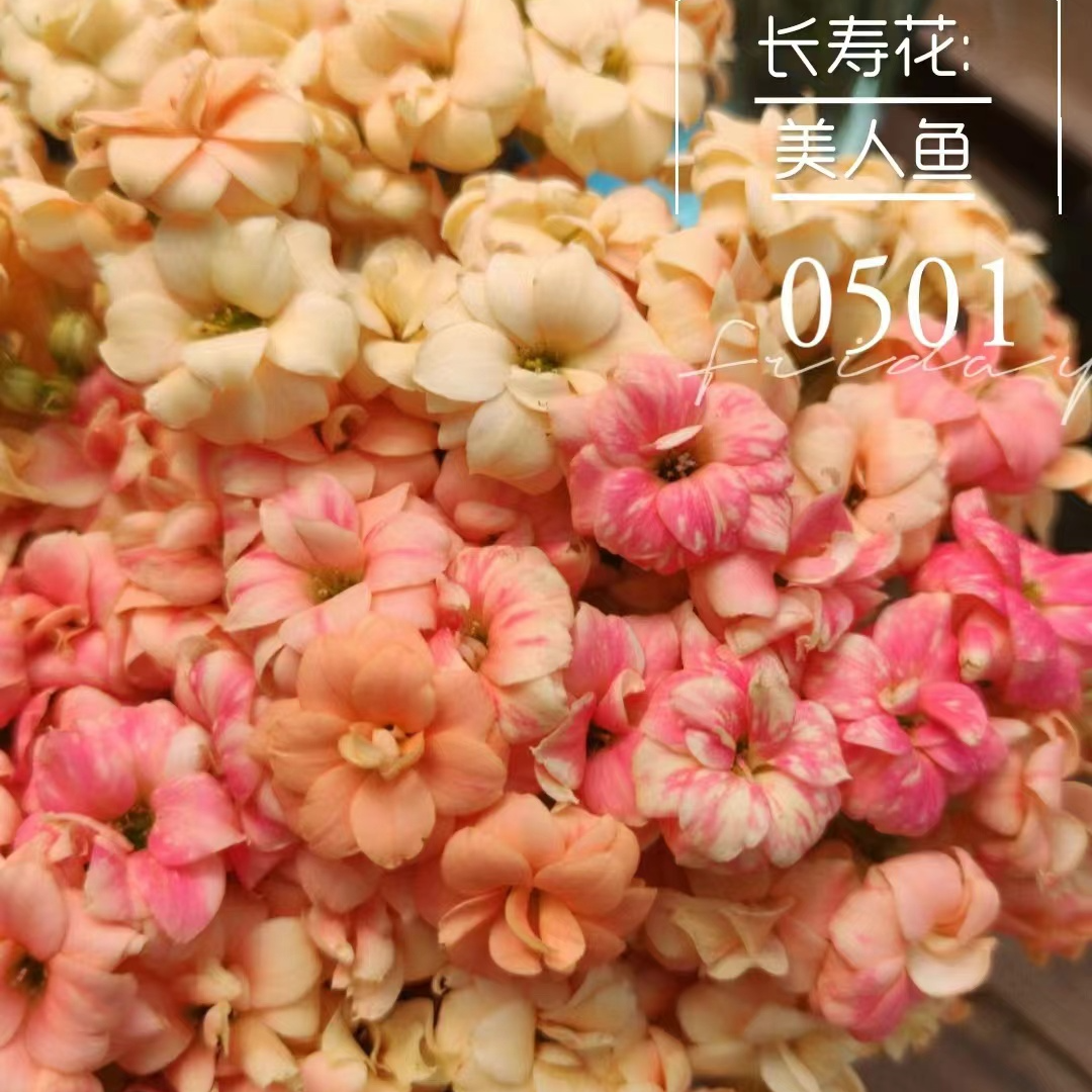 【美人鱼】精品盆栽重瓣带花苞阳台室内养殖懒人花