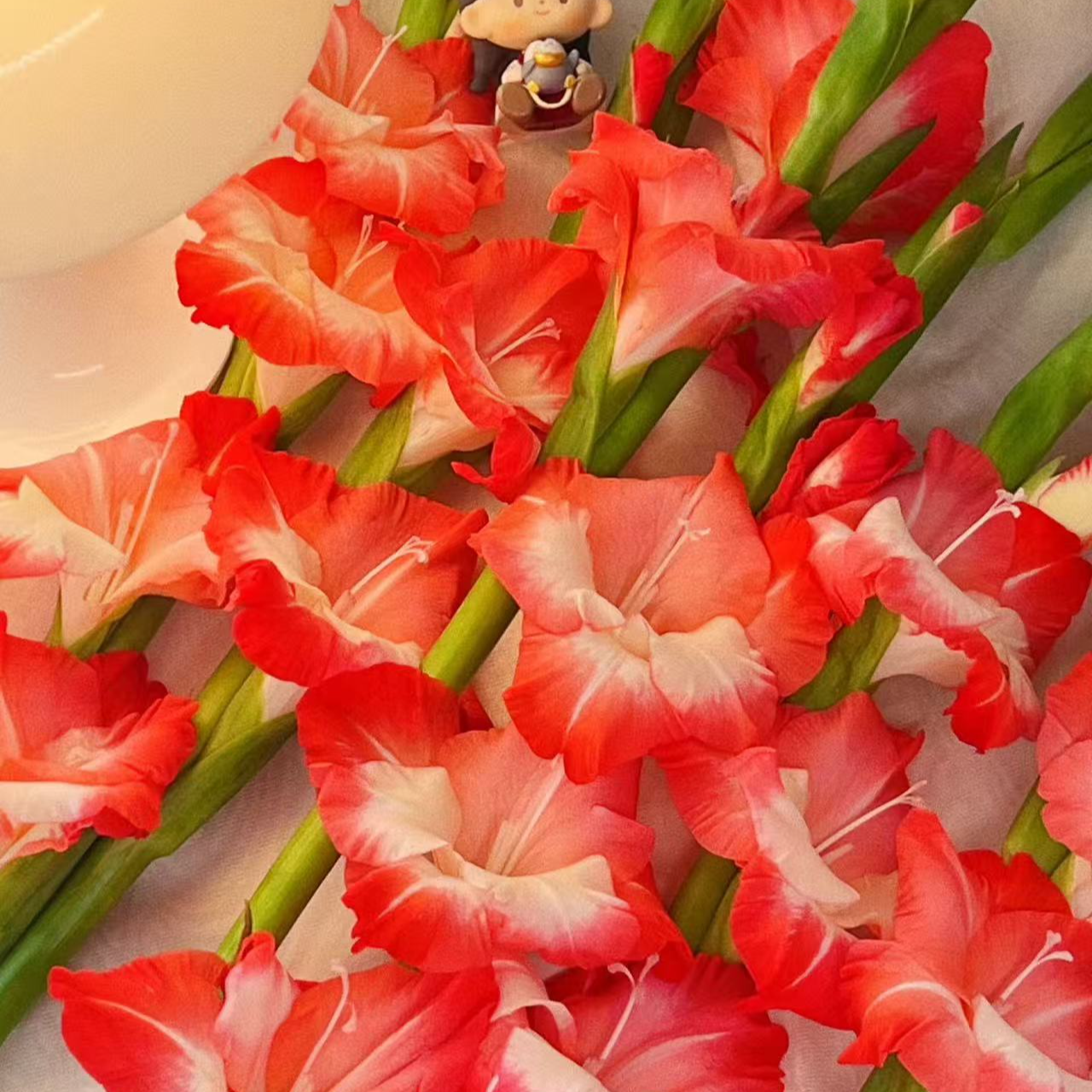 【大力甄选】AA级粉布丁剑兰 云南基地现采现发 一单包邮