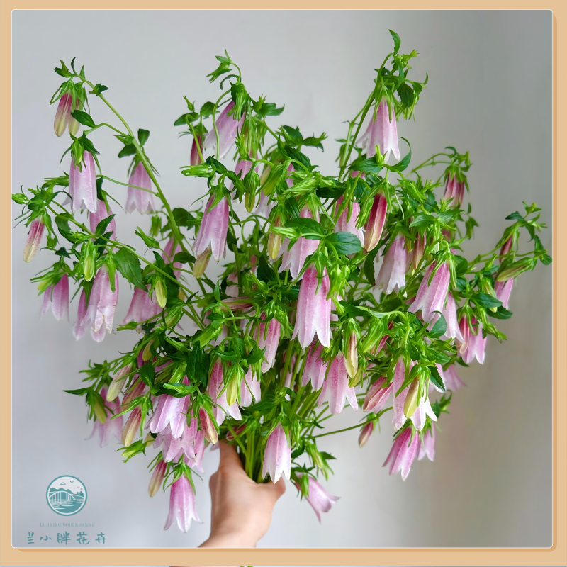 【兰小胖】精选-紫斑风铃(注意：特殊花材，收到带包装醒花) 顺丰发货