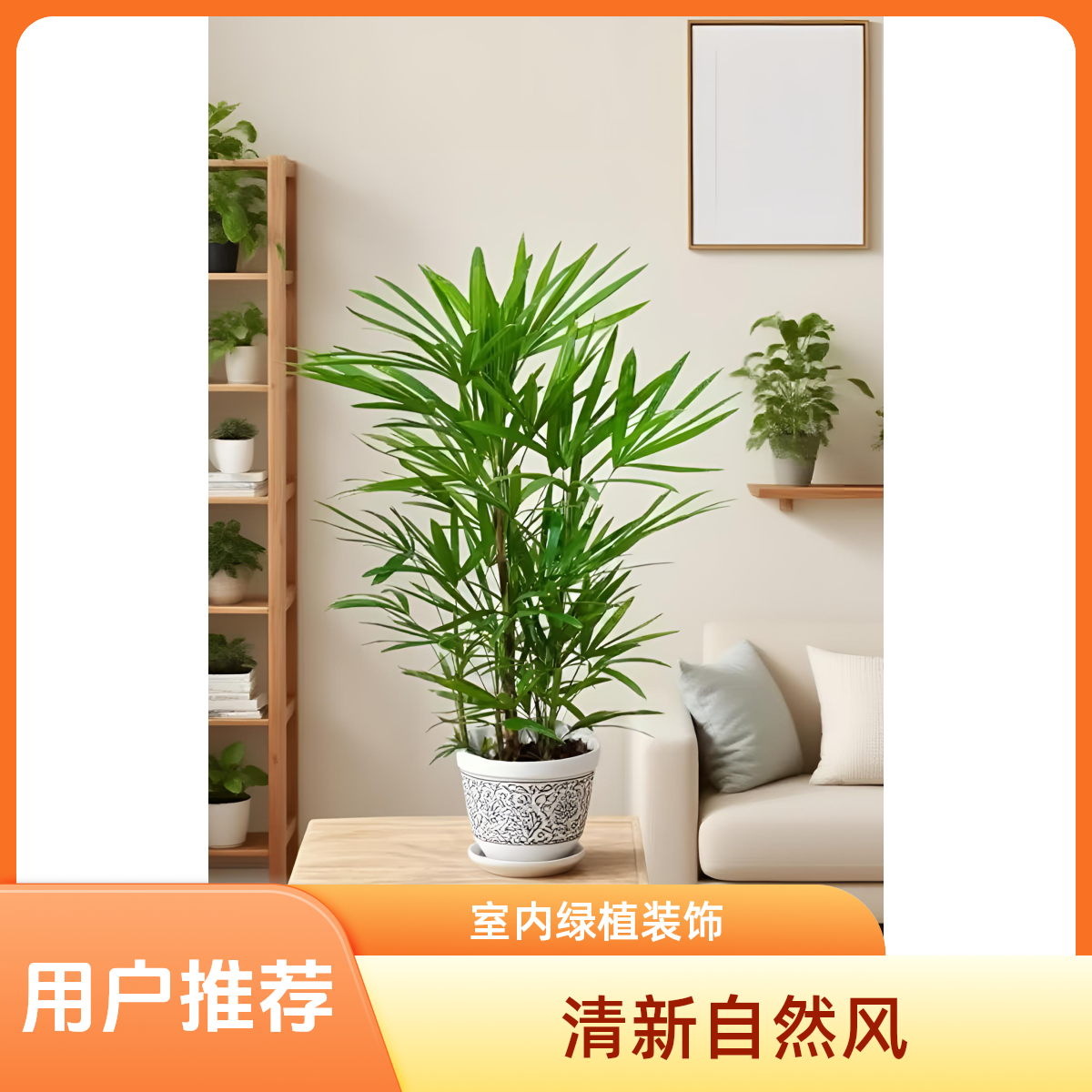 50-70公分金山棕竹绿植客厅办公室好养活土培水培摆件常绿四季