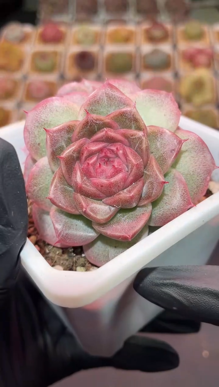 闪购171 紫翡群多肉一颗