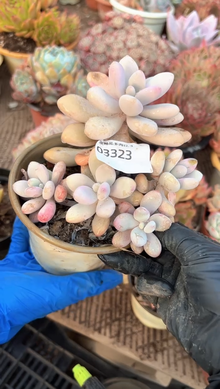 奶****?多肉植物一物一拍03323