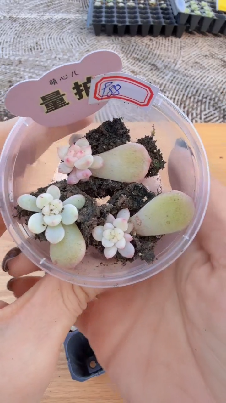 p88 童话单双混 量拍多肉植物.9.9包邮