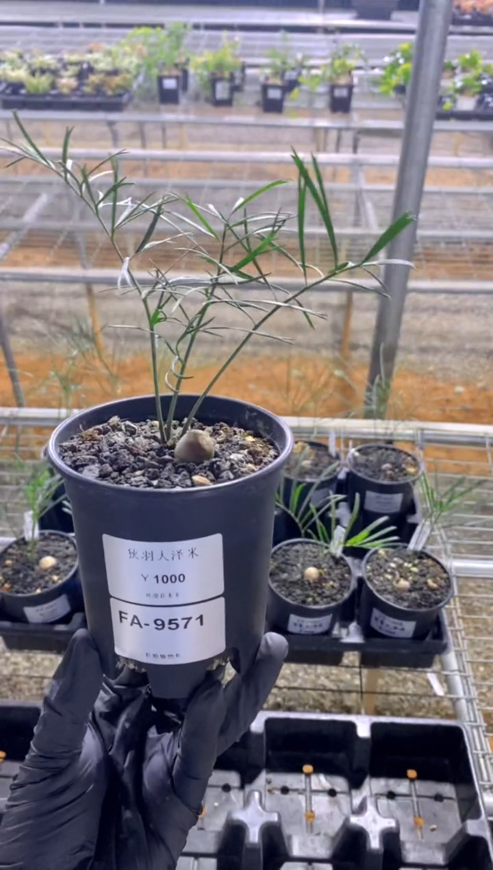 【闪购商品】狭羽泽米铁FA-9571