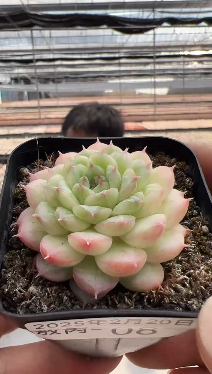 【闪购商品】敖丙多肉-08