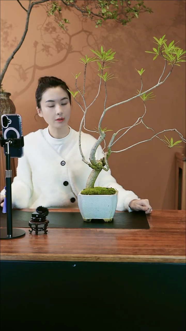 【闪购商品】盆景栀子花