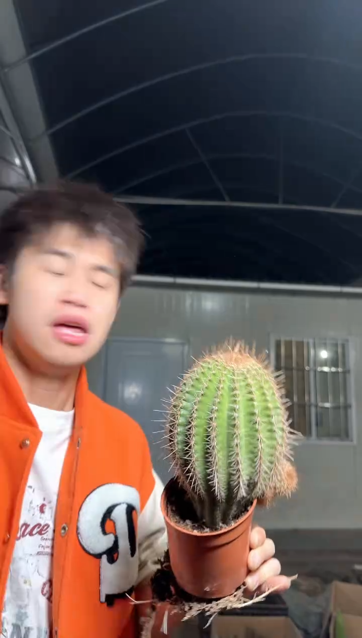 短豪刺 黑金刚【实生根】