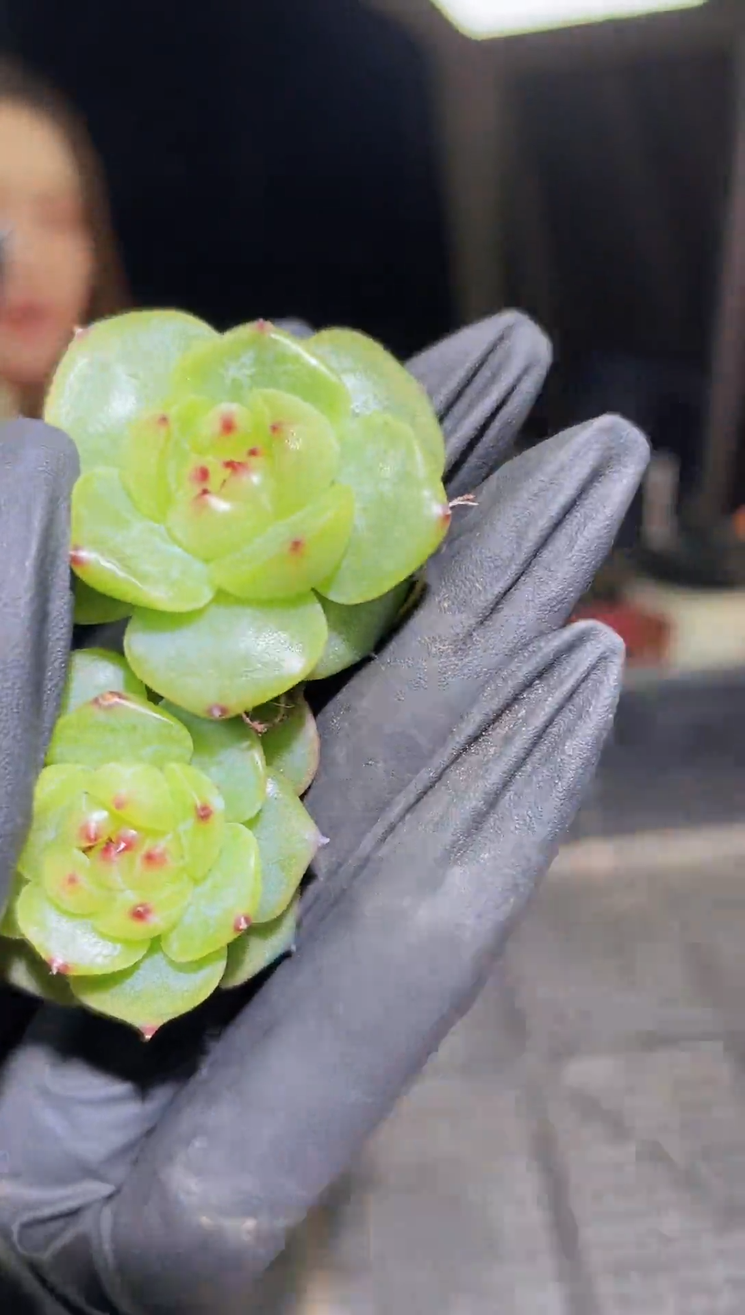  1518   金缕   3.5-4.0 厘米左右    量拍随机发