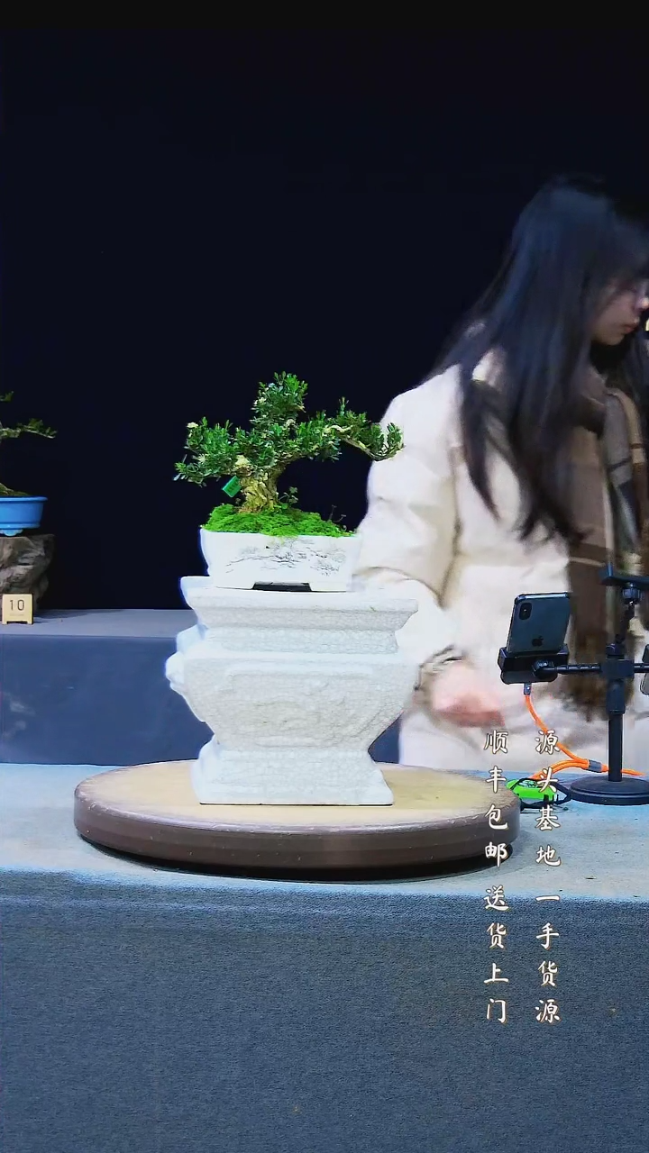 【闪购商品】雀舌黄杨盆景雀舌黄杨盆景