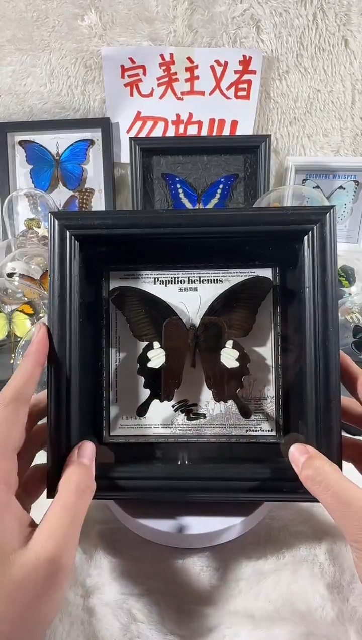 玉斑凤蝶新相框   
