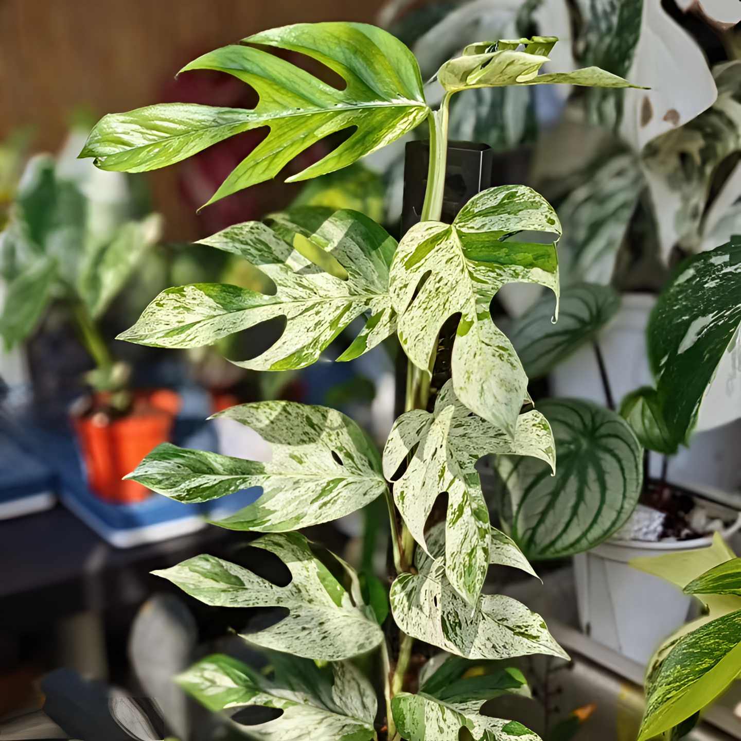 薄荷麒麟尾高端网红热植