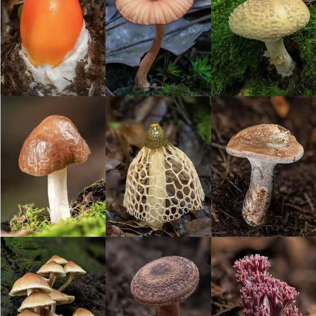 1【K-老-树-皮】净含量100g-500g【丹丹现收】菌