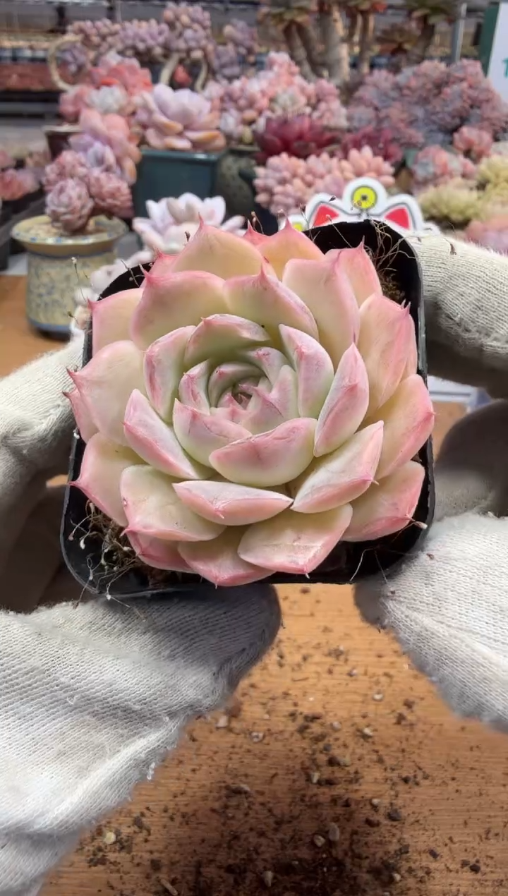 东云多肉园三店-117