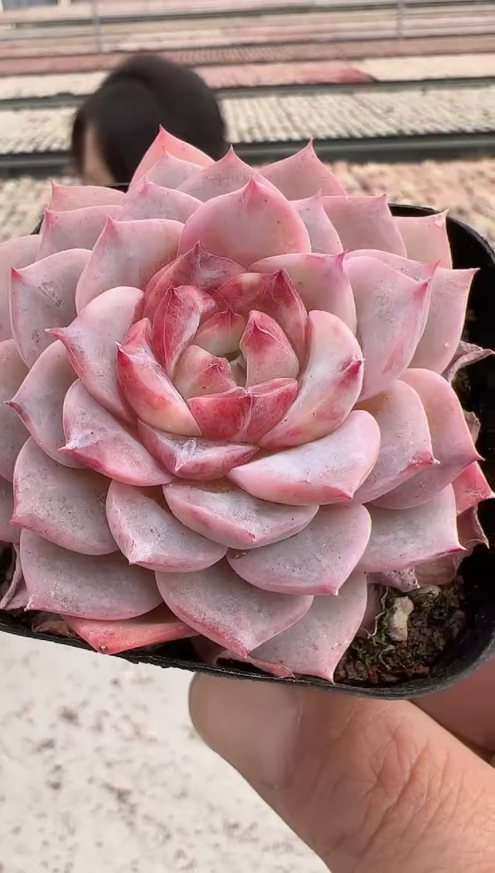 【闪购商品】新款多肉-160