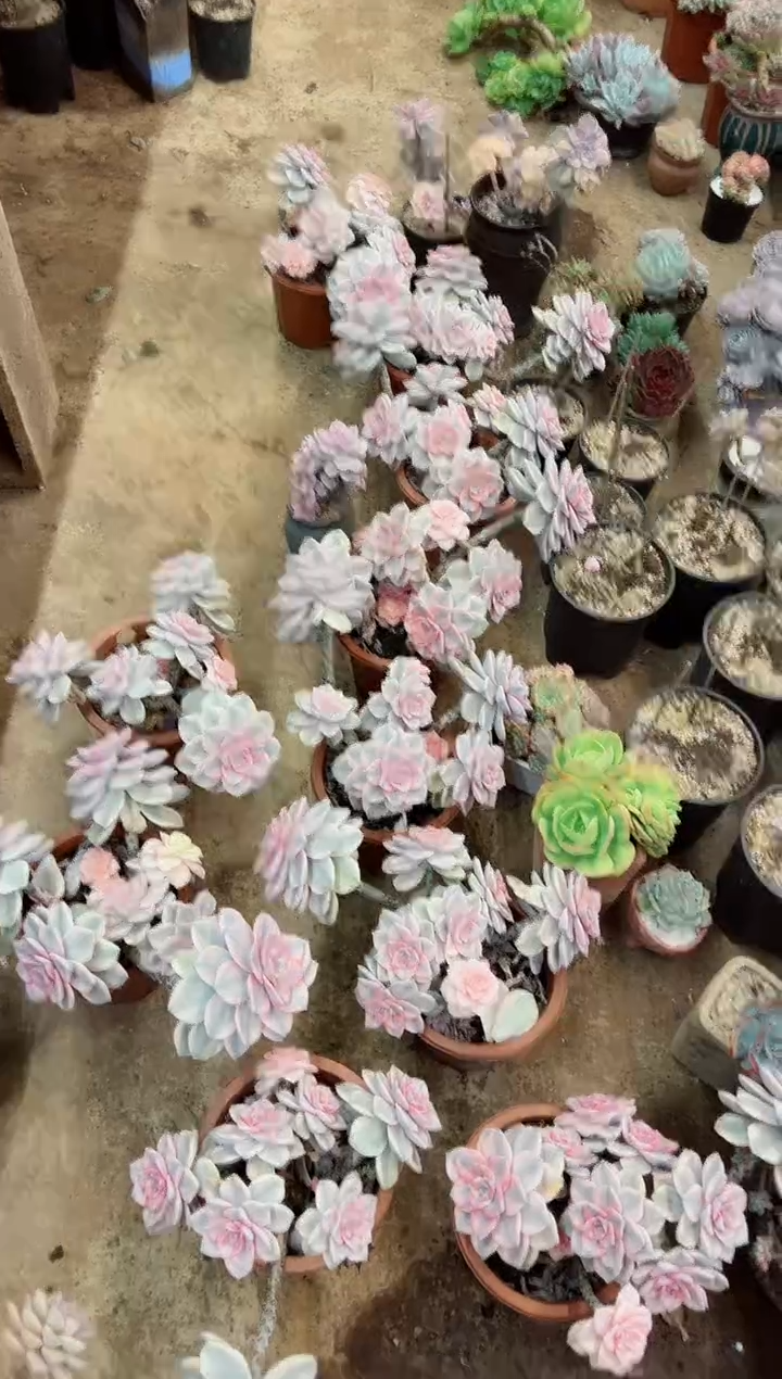 孤品区紫乐覆伦锦￥49.8