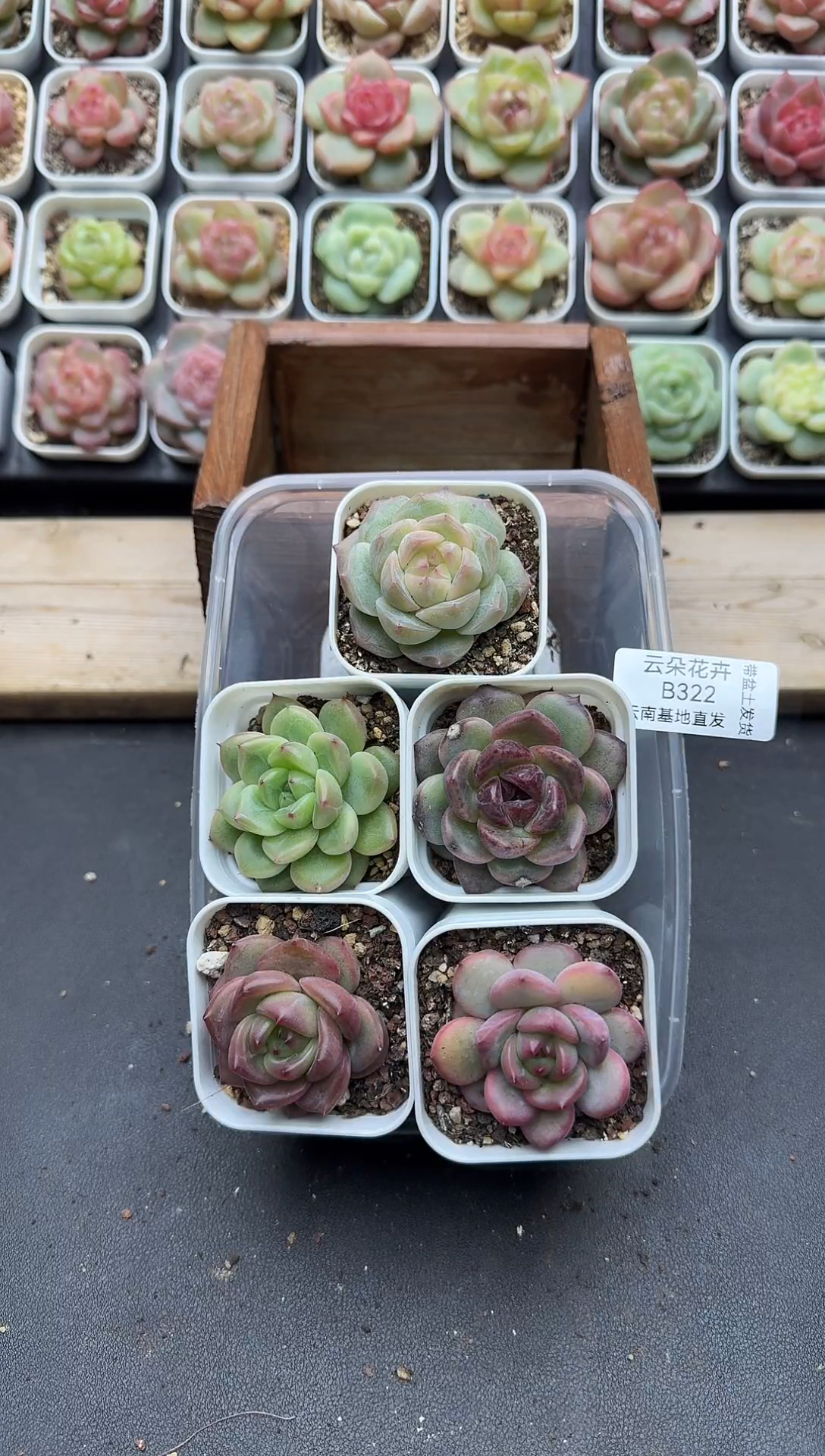 珍妮杂交多肉B322