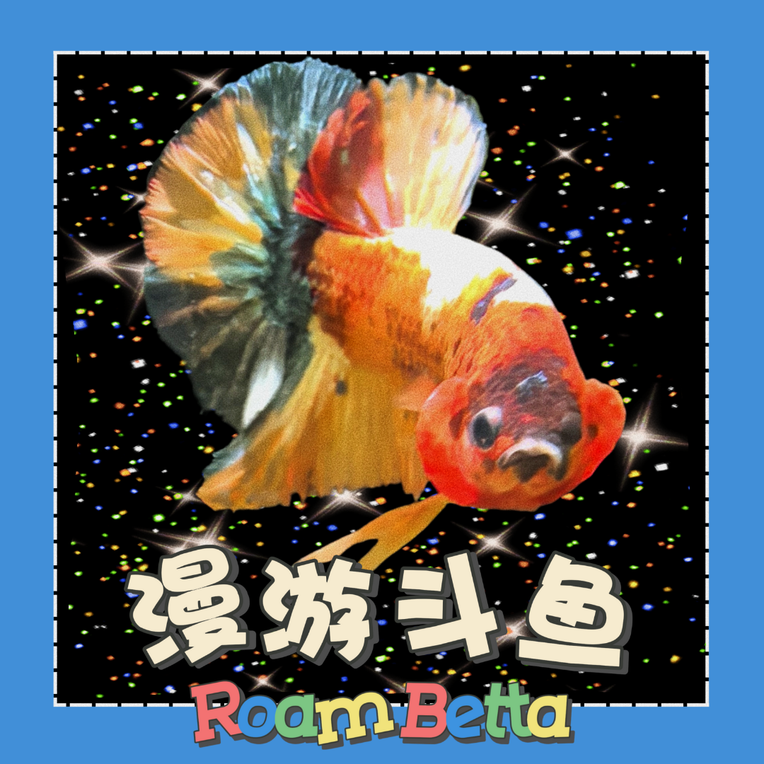 【漫游斗鱼】精品斗鱼 热带观赏鱼 直播间选鱼私拍不发