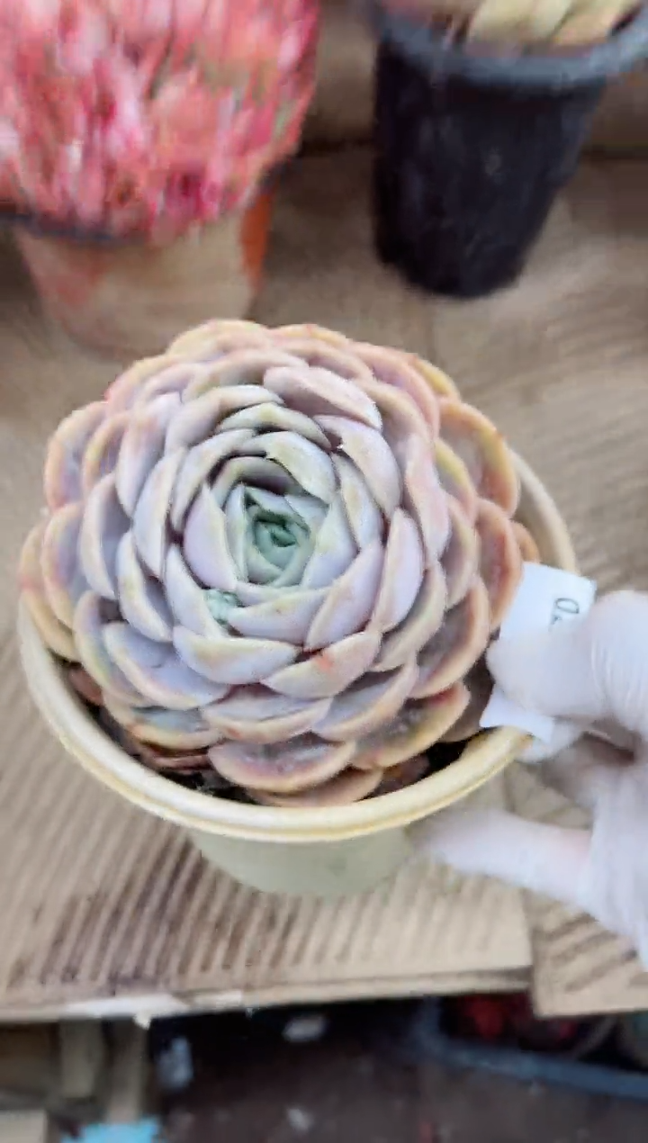 【闪购商品】02018多肉