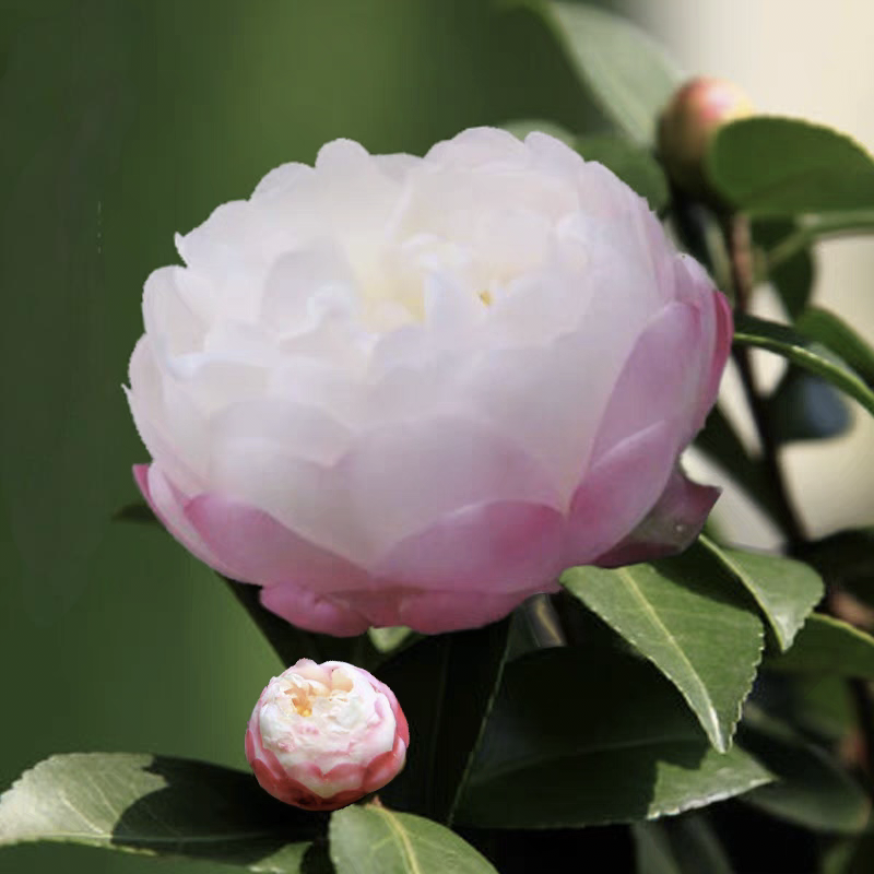 朝仓茶梅花盆栽好养活买耐高温四季常青阳台庭院不带盆土球发货