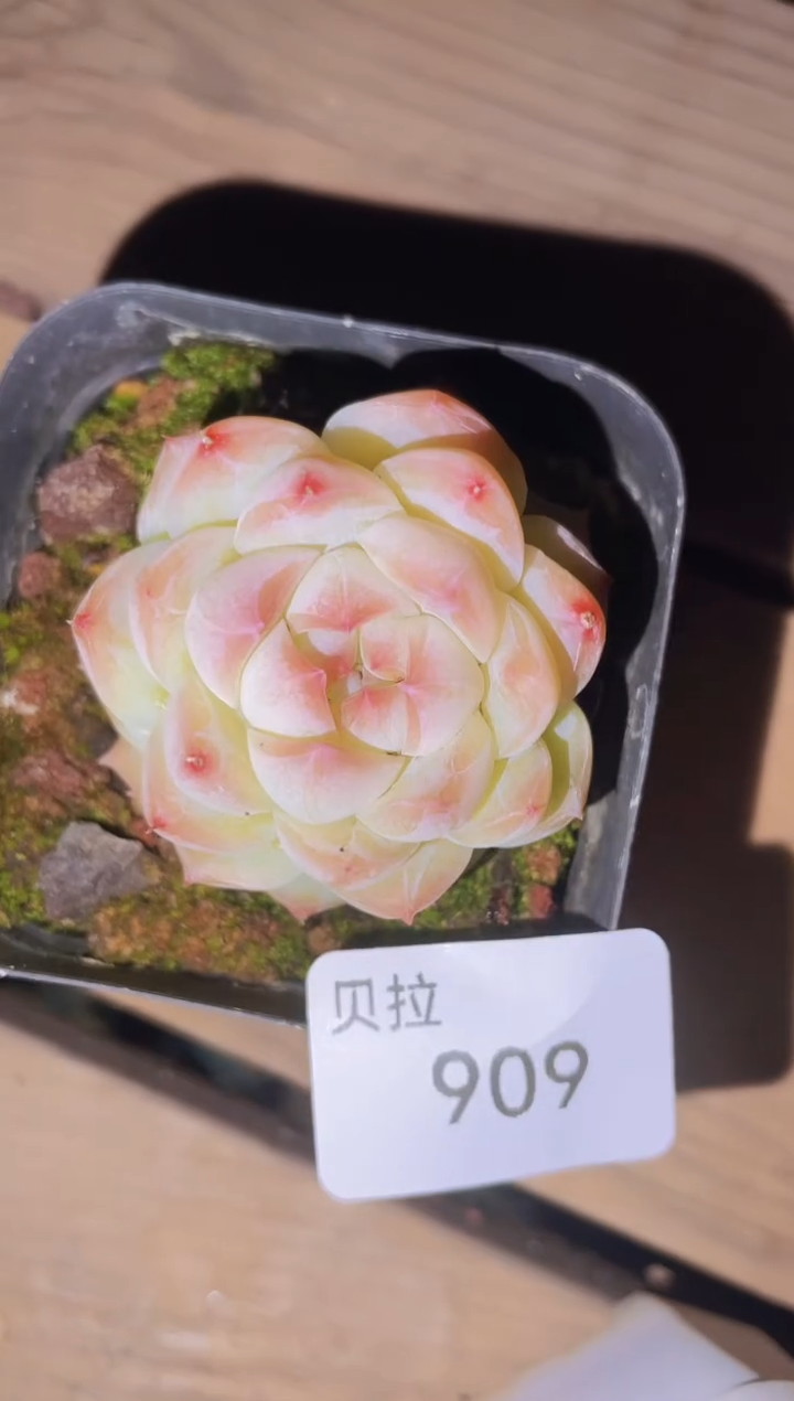 【闪购商品】909p糖