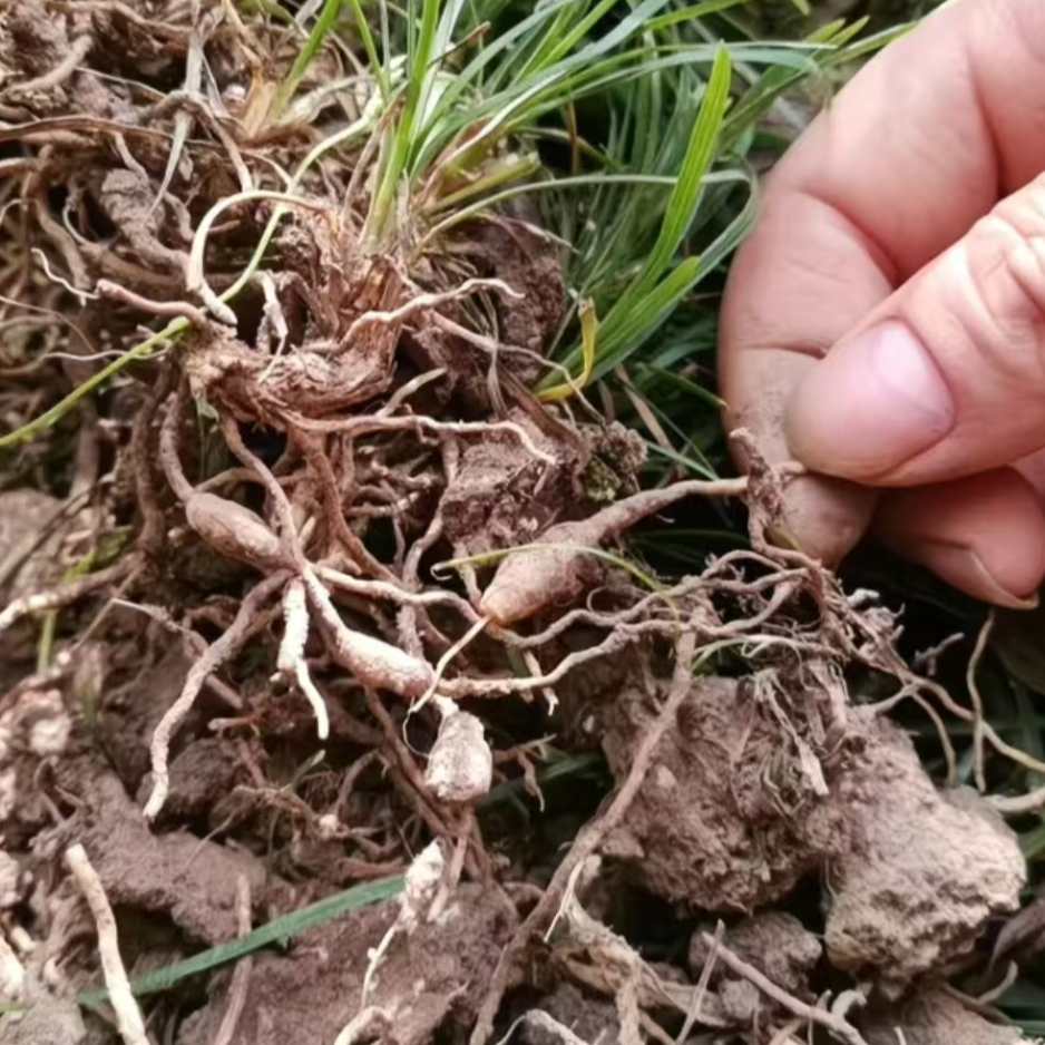 旺苍高山麦冬香味十足