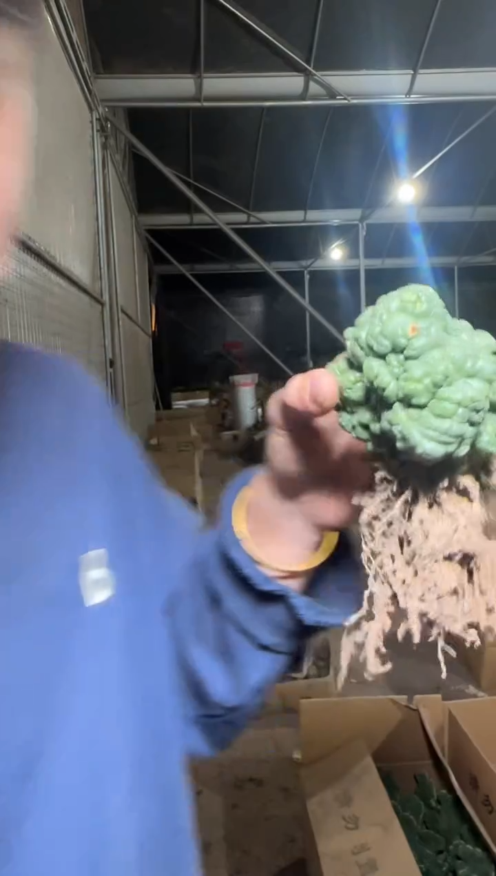 象牙【石化】7-10cm