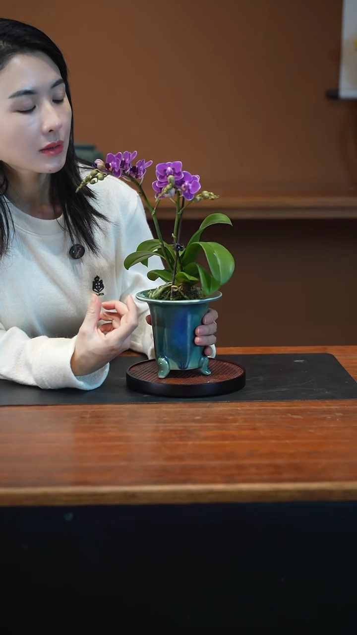全部花朵蝴蝶兰渐变盆景盆景盆景