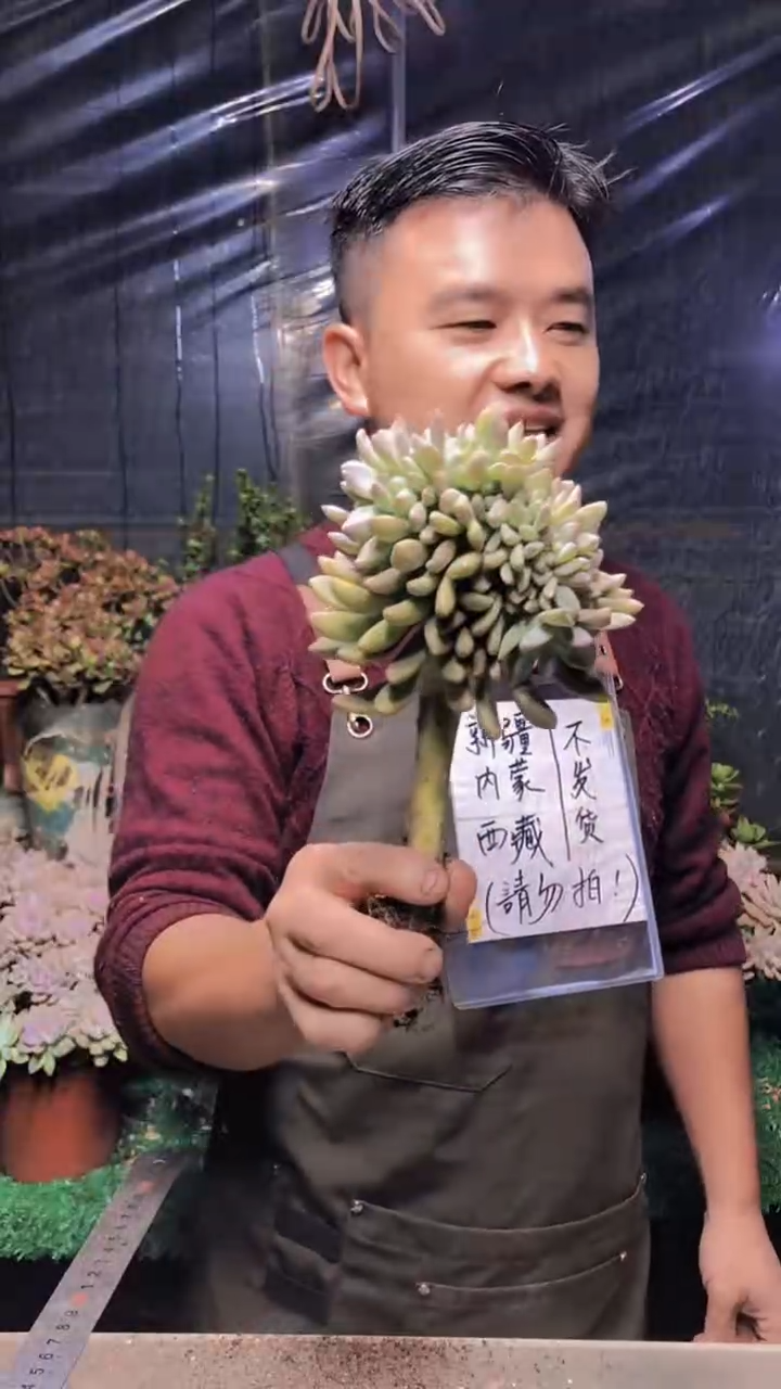 152淡雪缀化（一物一拍）