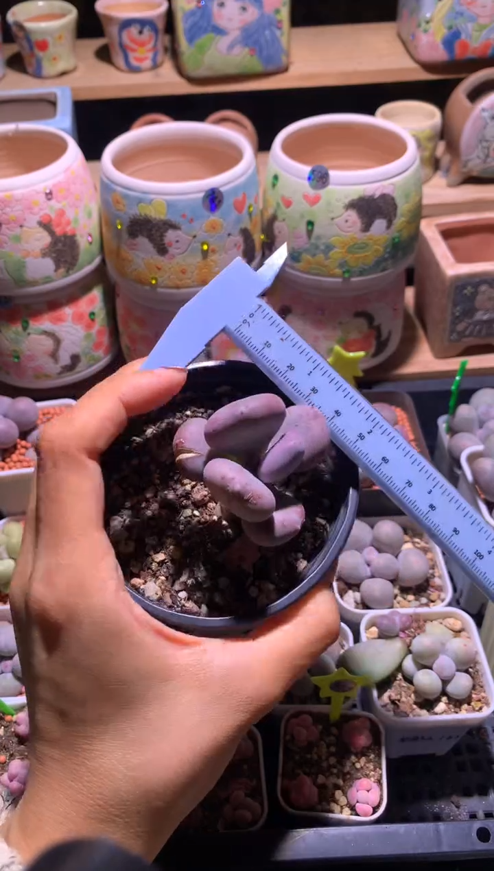 小屁桃奶酪多肉，满28包邮，不满发一个叶片到付