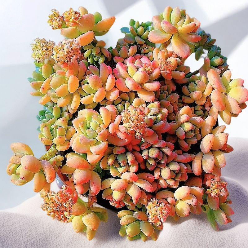 香水劳尔精品多肉植物新手好养易活懒人植物花卉盆栽室外脱土发