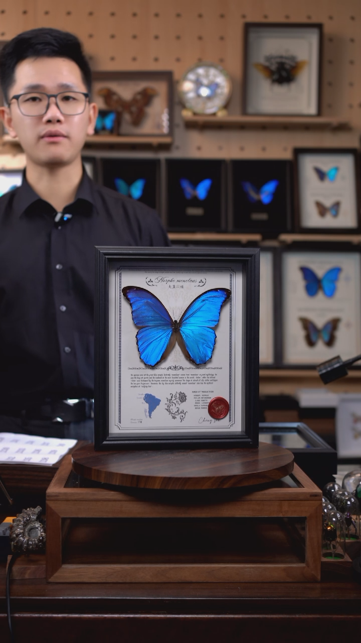大蓝闪蝶豪华版10寸欧式框（带证书）